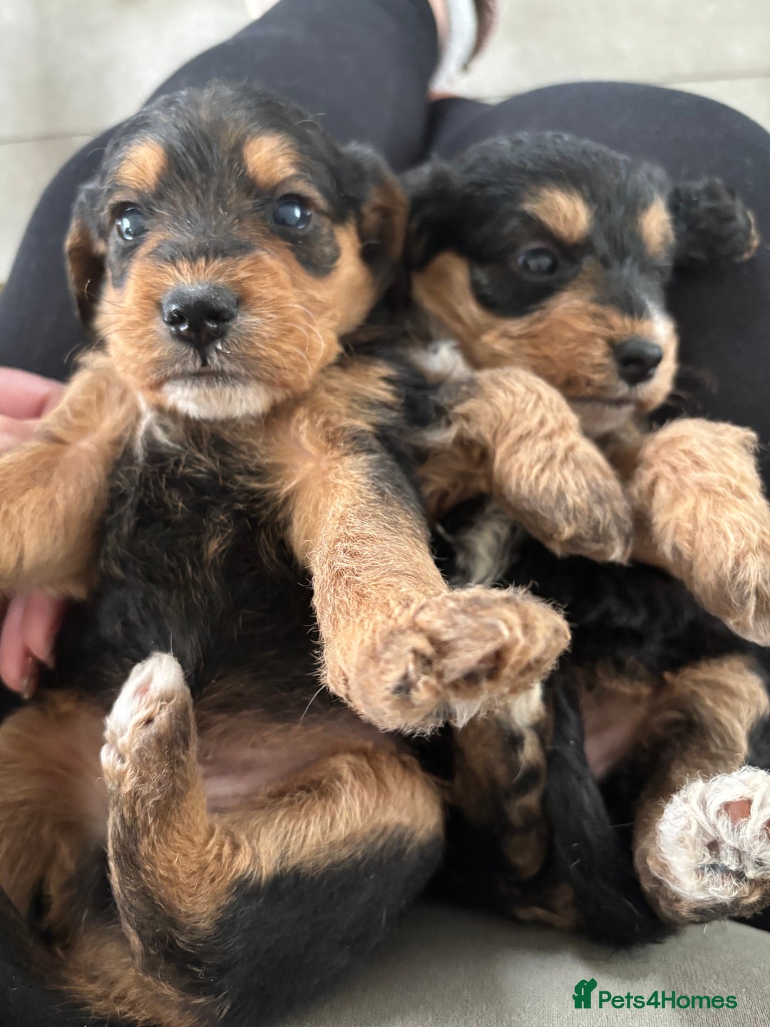 Mixed Breed dogs for sale: Beagle x poodle puppies  - Image 15