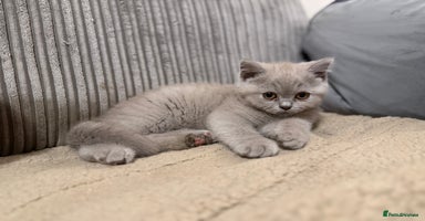 British Shorthair cats Beautiful British shorthair champion bloodlines - Advert 10