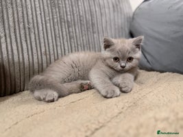 British Shorthair cats Beautiful British shorthair champion bloodlines - Advert 10