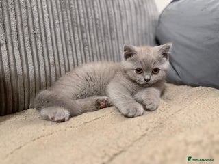 British Shorthair cats Beautiful British shorthair champion bloodlines - Advert 17