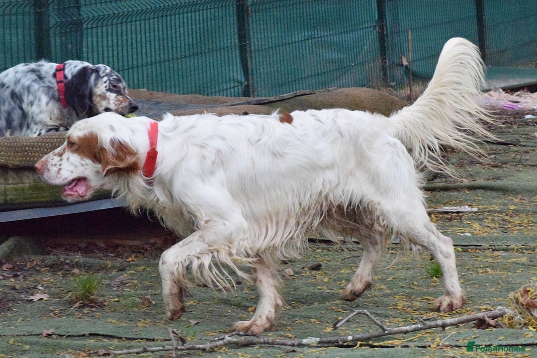 English Setter dogs for adoption: Aramis - Advert 6