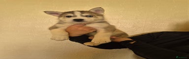 Siberian Husky Puppy 1
