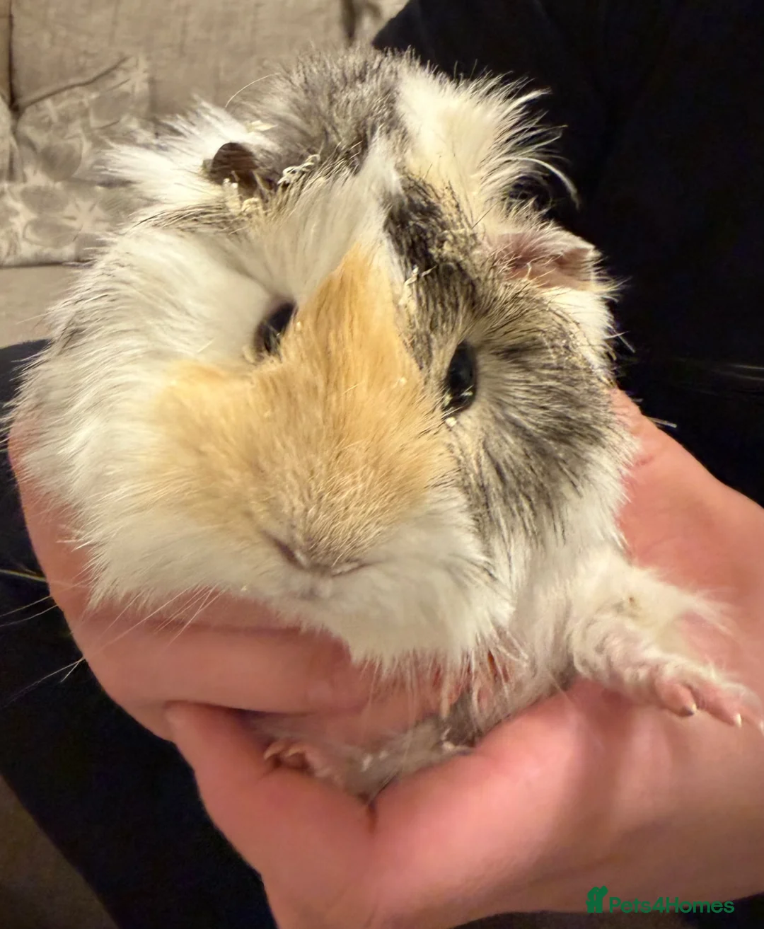 Guinea Pig rodents for sale: 2 Male Guinea Pigs in Ferryhill - Advert 3