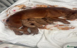 Cockapoo dogs for sale: 5 Stunning fox red Cockapoos (health tested) - Image 9