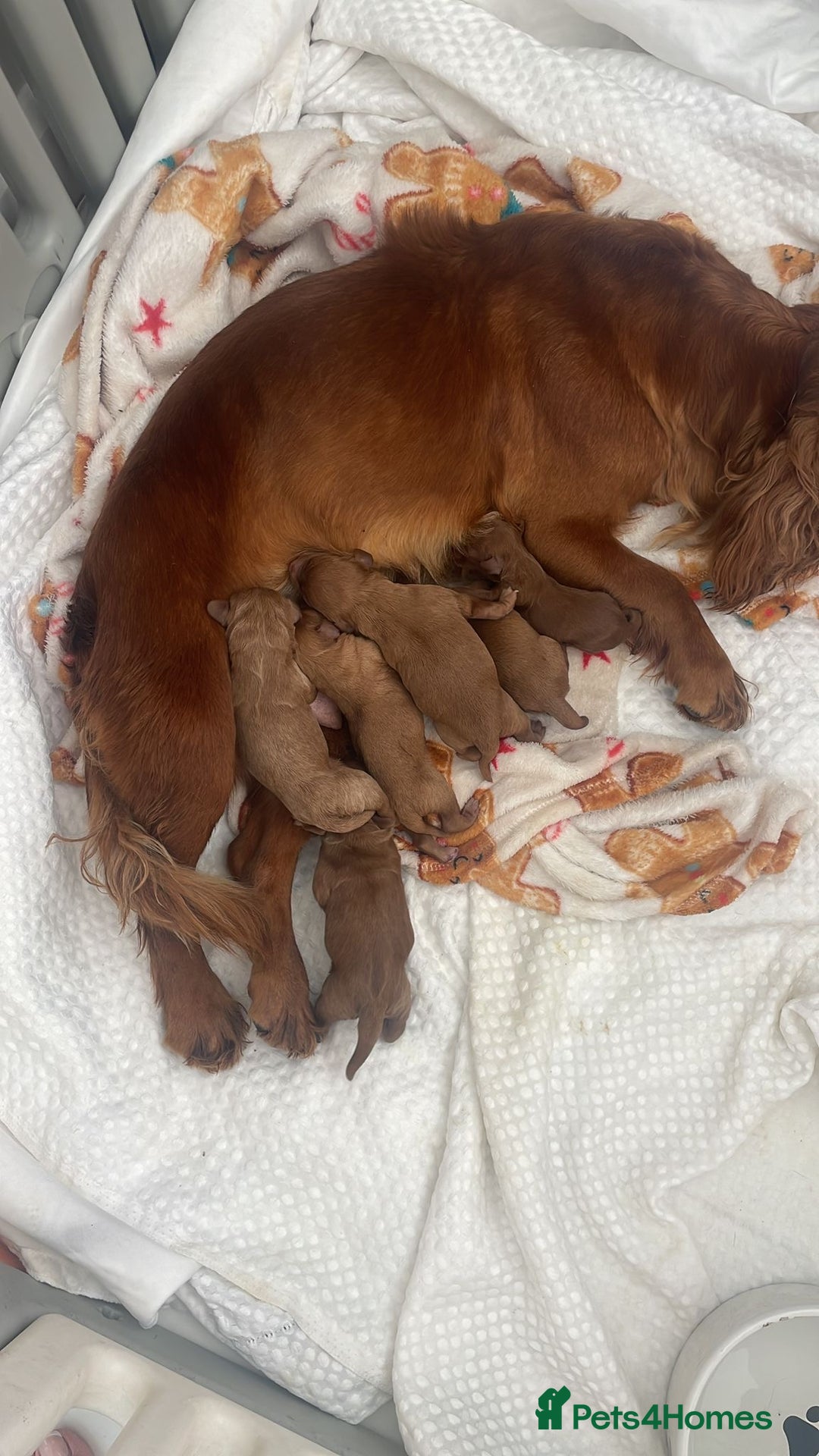 Cockapoo dogs for sale: 5 Stunning fox red Cockapoos (health tested) - Image 9