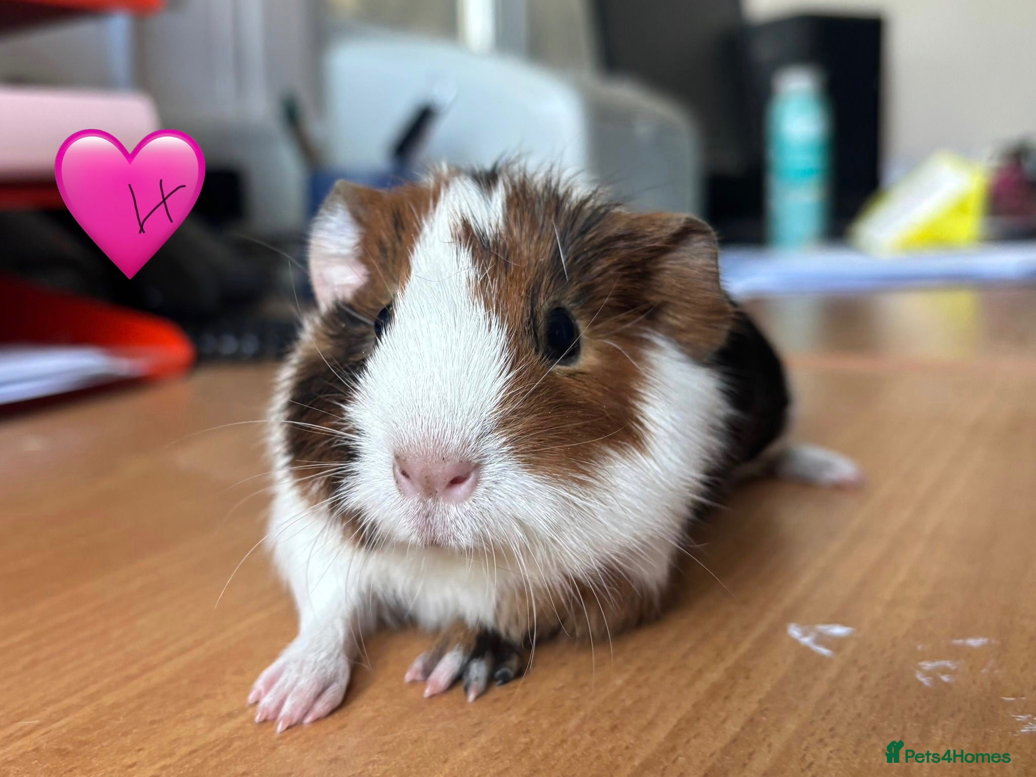 Guinea Pig rodents Young Guinea Pigs - 1 Male & 1 Female - Advert 1
