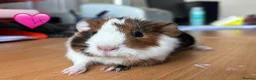 Guinea Pig rodents for sale: Young Guinea Pigs - 1 Male & 1 Female - Advert 1