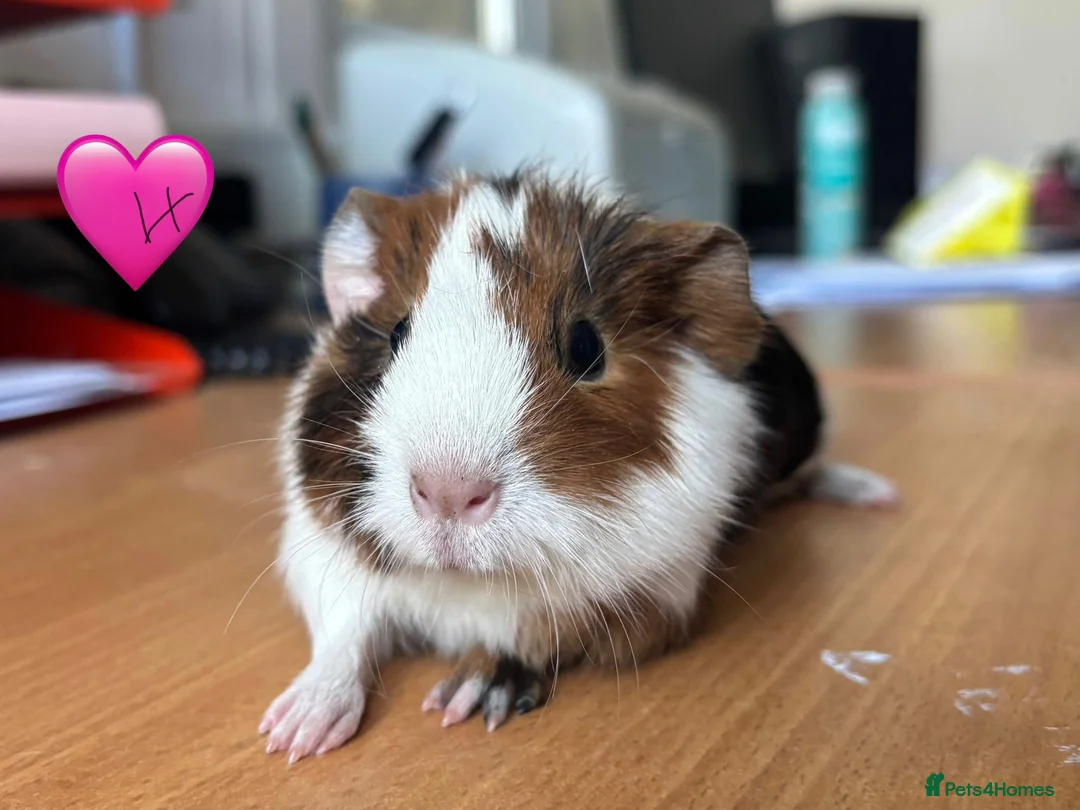 Guinea Pig rodents for sale: Young Guinea Pigs - 1 Male & 1 Female - Advert 1