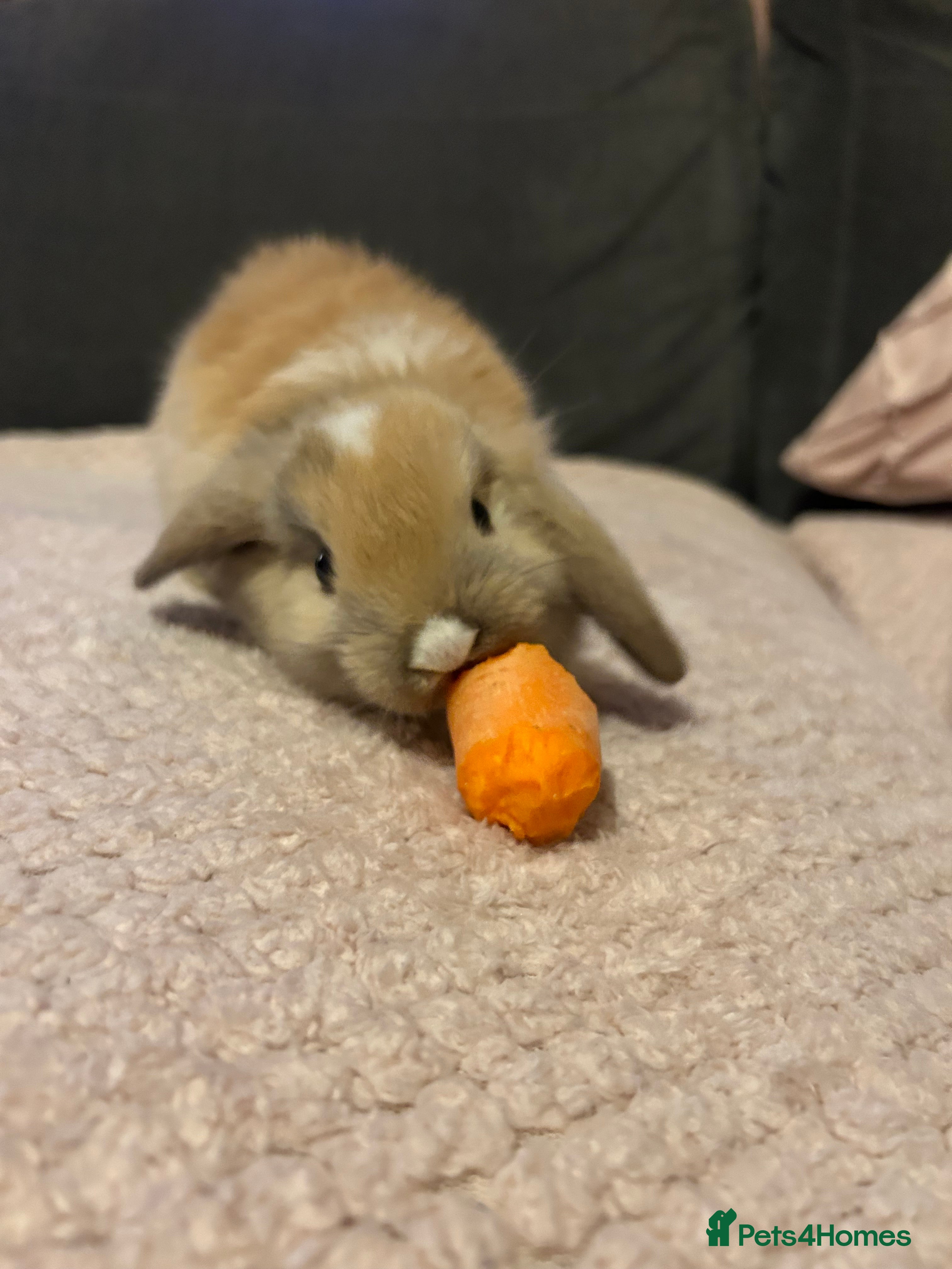 Mini Lop rabbits Mini lop Baby bunnies  - Advert 1