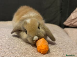 Mini Lop rabbits Mini lop Baby bunnies - Advert 3