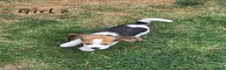 Beagle dogs for sale: Gorgeous KC reg puppies - Advert 5