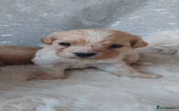 Cavapoo dogs for sale: Stunning cavapoo puppies - Image 9