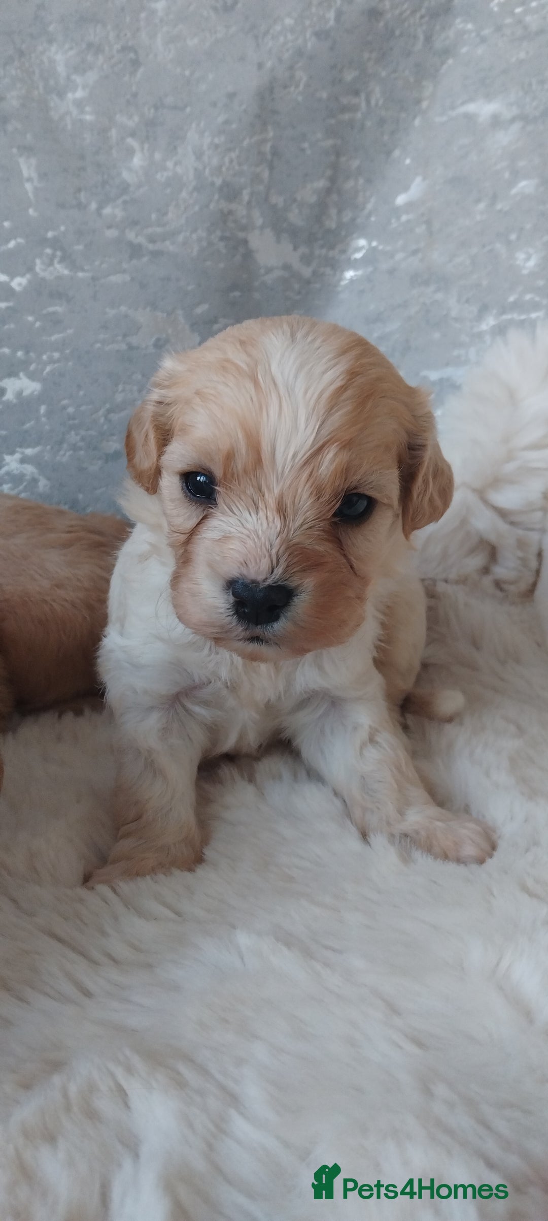 Cavapoo dogs for sale: Stunning cavapoo puppies - Image 9