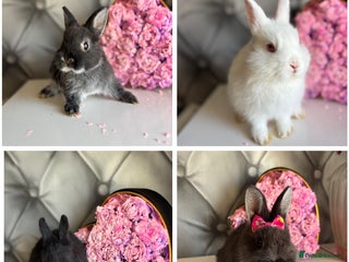 Netherland Dwarf rabbits - Advert 6
