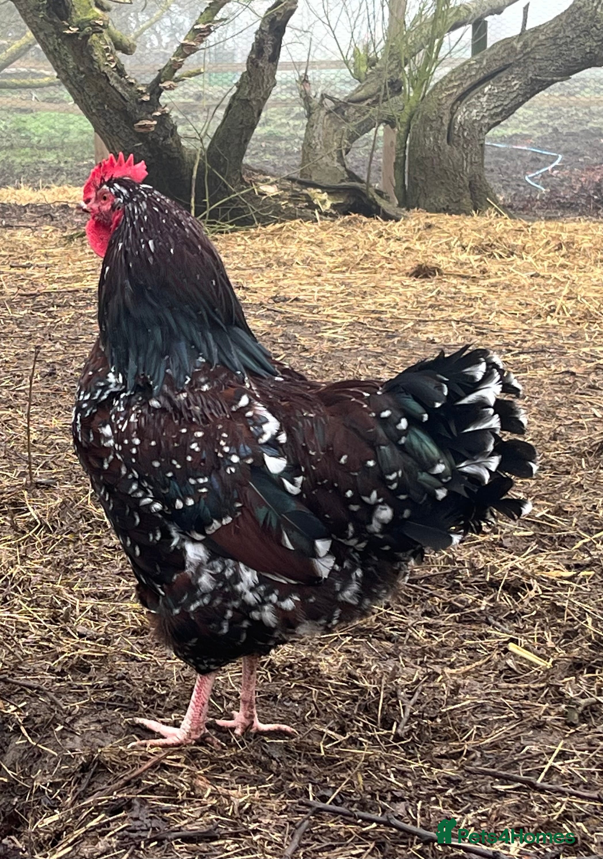 Mixed Breed livestock Speckled Sussex Cockerel in Woodbridge - Advert 14