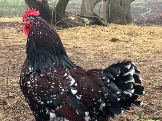 Mixed Breed livestock Speckled Sussex Cockerel in Woodbridge - Advert 14