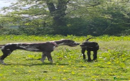 Great Dane dogs for sale: Beautiful KC registered Great Dane Puppies  - Image 26
