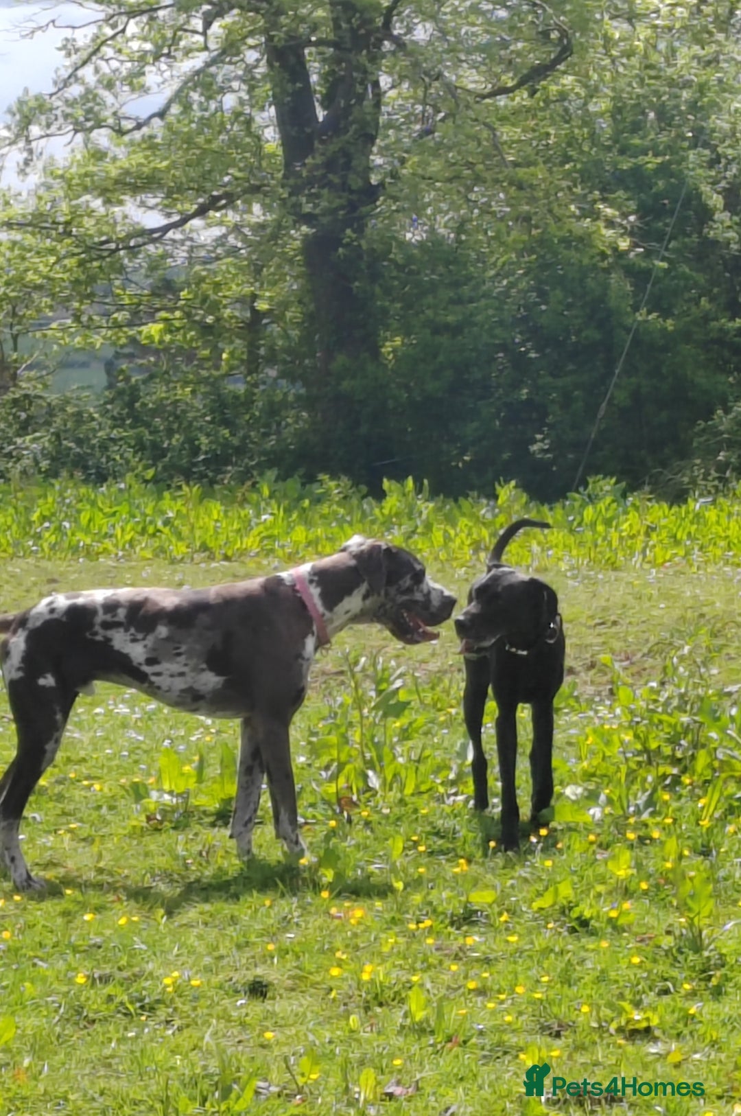 Great Dane dogs for sale: Beautiful KC registered Great Dane Puppies  - Image 26