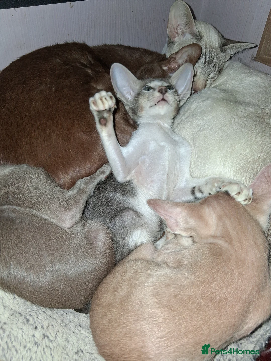 Oriental cats for sale: Stunning oriental girls ready 3.9.26 - Advert 7