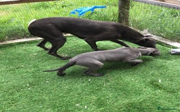 Whippet dogs for sale: KC whippets  - Image 11