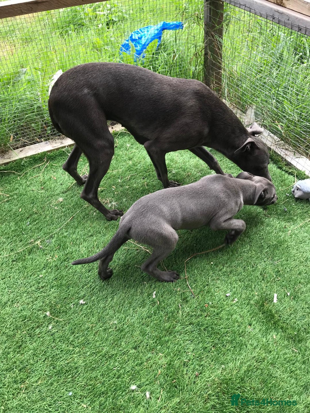 Whippet dogs for sale: KC whippets  - Image 11