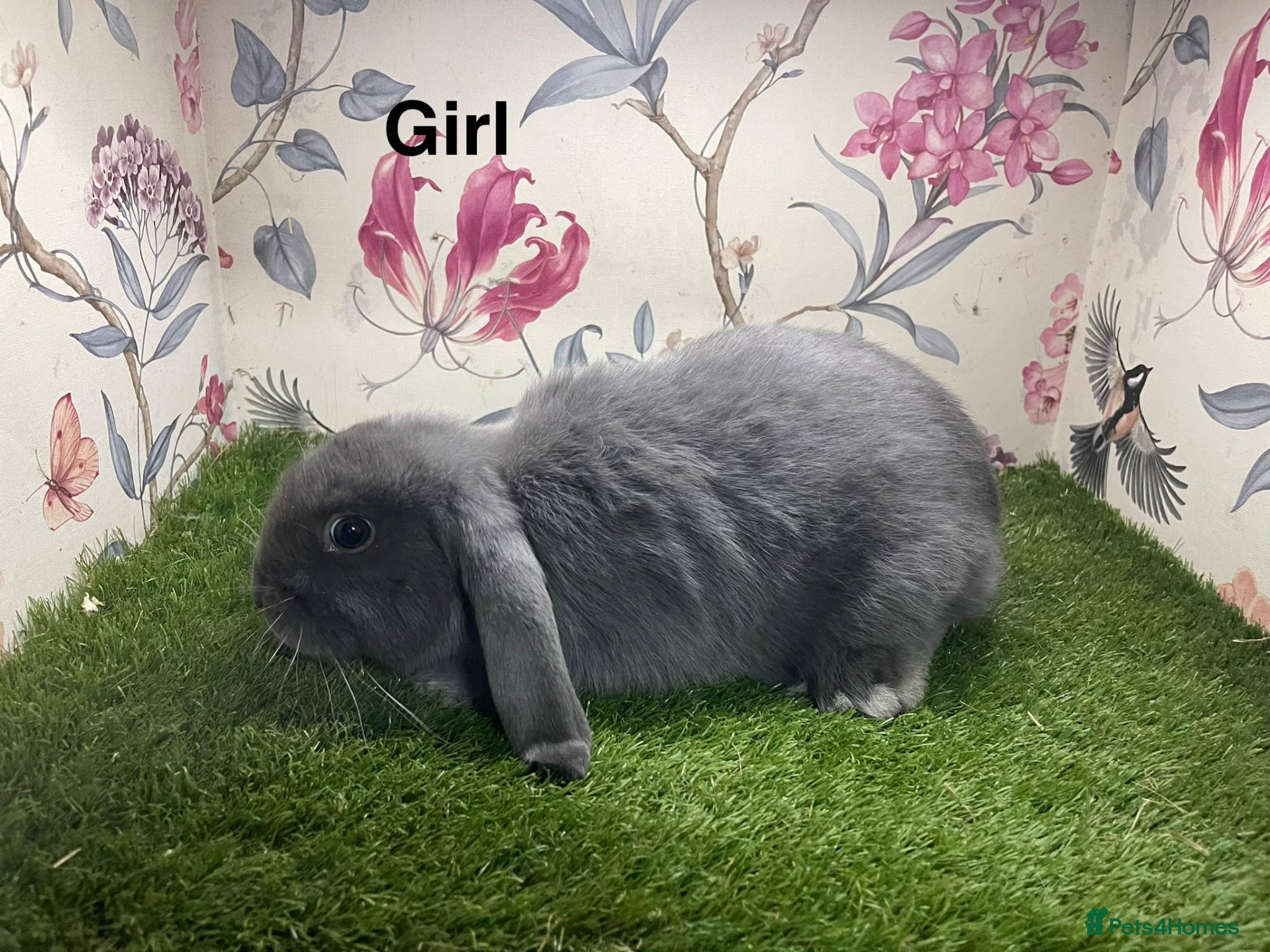 Mini Lop rabbits Mini lop male and female rabbits  - Advert 15
