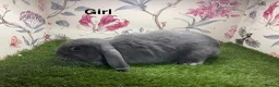 Mini Lop rabbits for sale: Mini lop male and female rabbits  - Advert 4