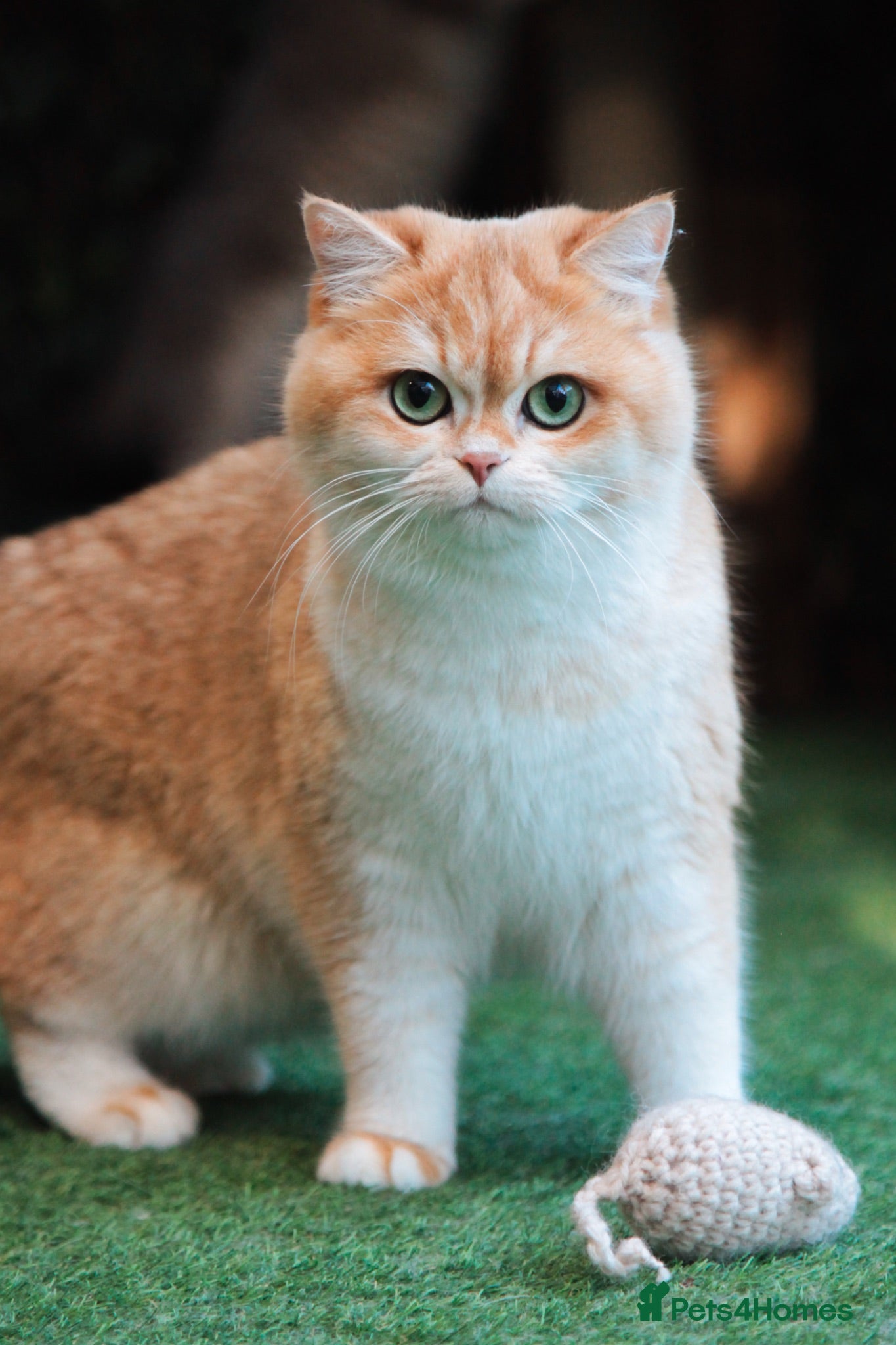 British Shorthair cats Retirement home for adult Poppy - Advert 20