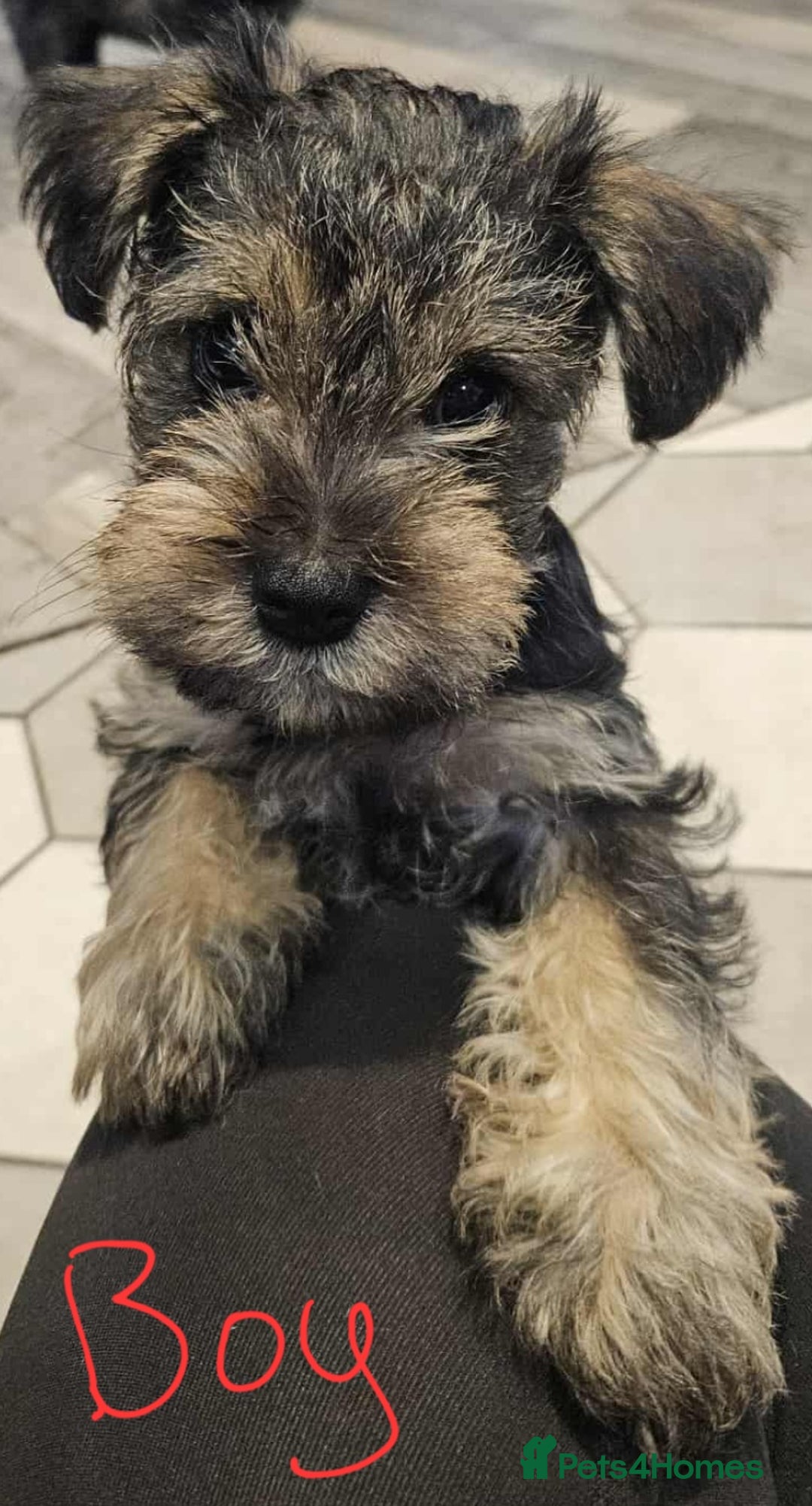 Mixed Breed dogs for sale: Mini Schnaucer/YorkshireTerrier Biewar - Image 2