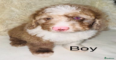 Cockapoo dogs DNA TESTED, Last Merle Boy, READY NOW - Advert 14