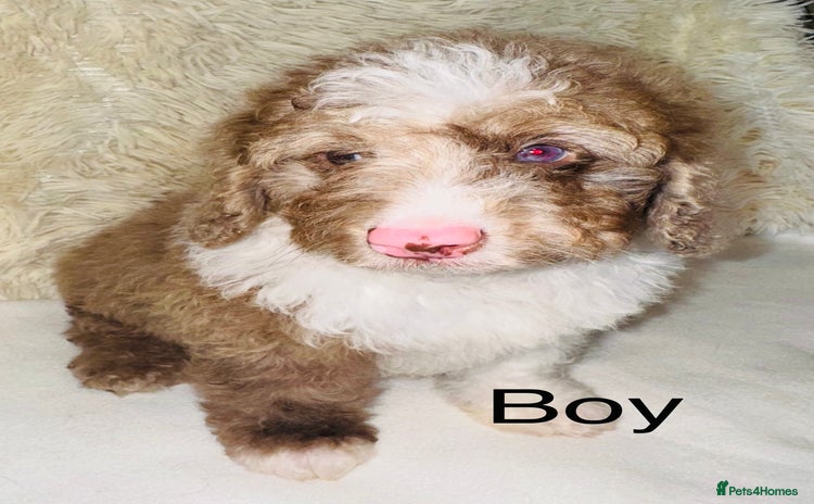 Cockapoo dogs DNA TESTED, outstanding colour merle, ready now ❤️ - Advert 4