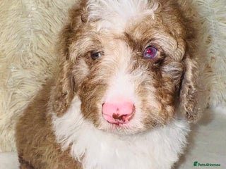 Cockapoo dogs DNA TESTED, outstanding colour merle, ready now ❤️ - Advert 2