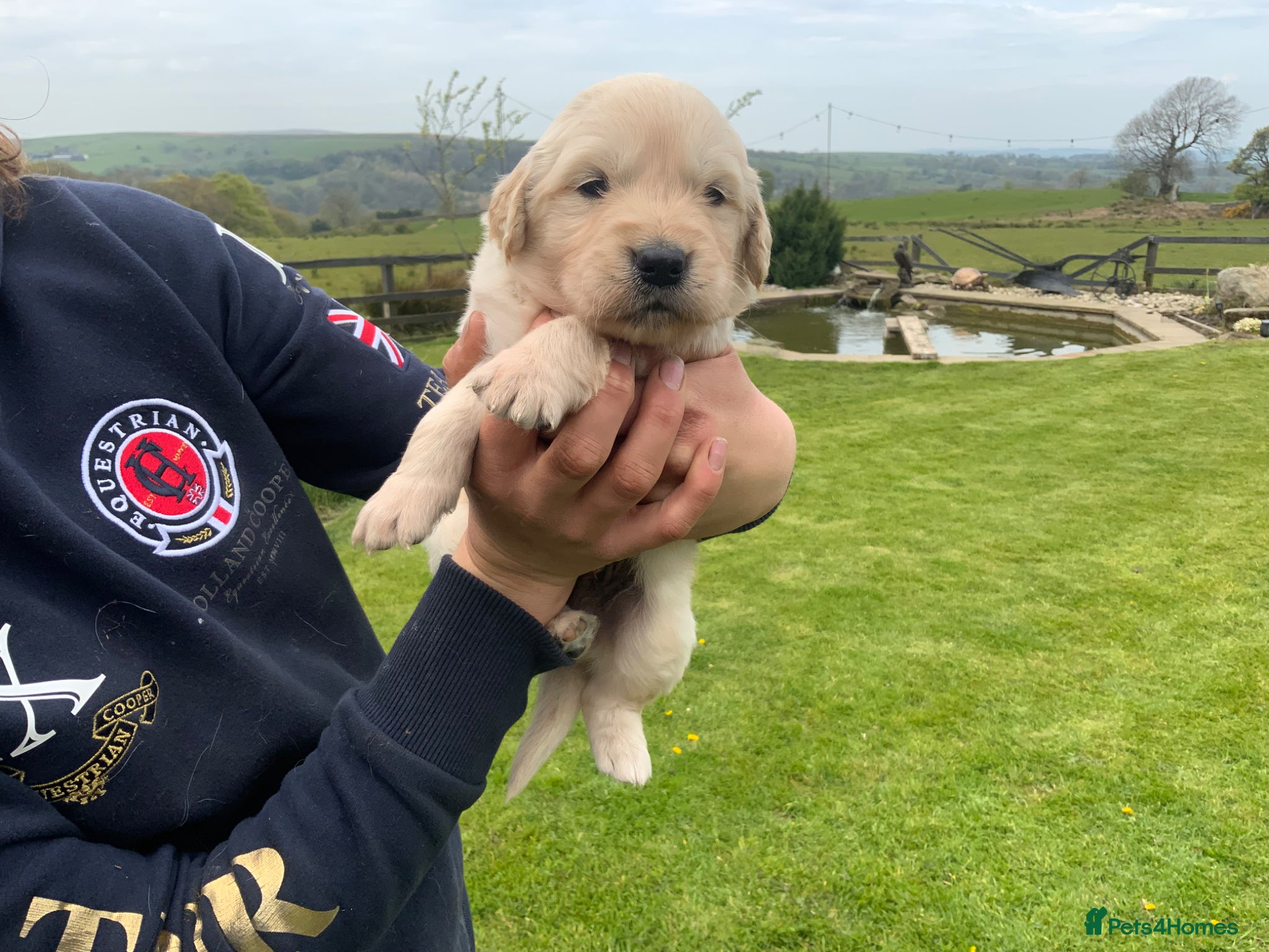 Golden Retriever dogs Gorgeous KC registered Golden Retreiver Puppies - Advert 2