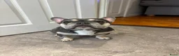 French Bulldog dogs for sale: Platinum French Bulldog Puppy - Advert 8