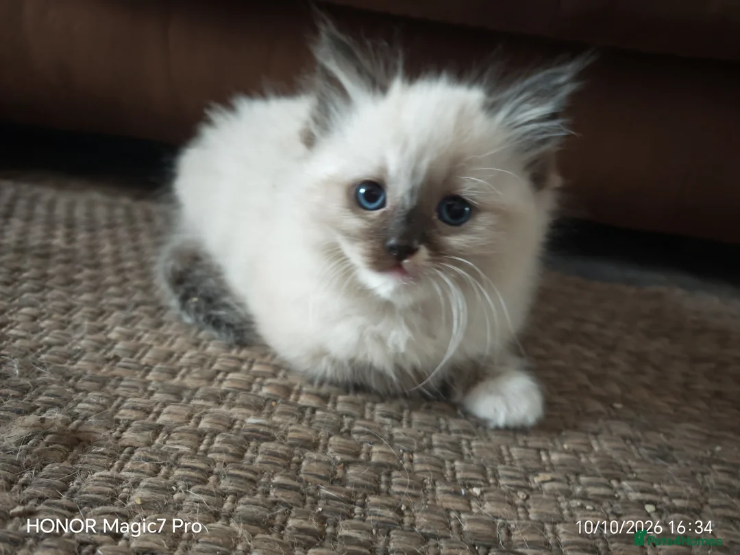 Mixed Breed cats for sale: Ragdoll cross Persian  in Lancaster - Advert 2