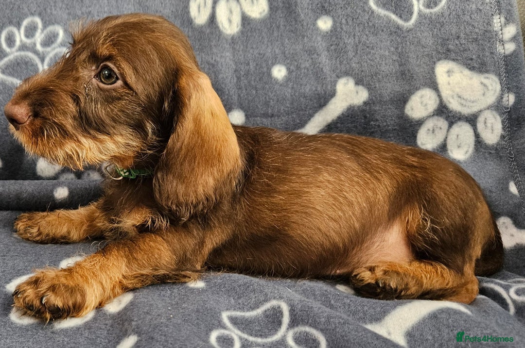 Dachshund dogs for sale: Stunning KC Registered Dachshund Puppies in Cheadle - Image 34