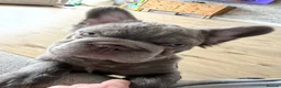 French Bulldog dogs for sale: Rehome of beloved Rocco - Advert 3
