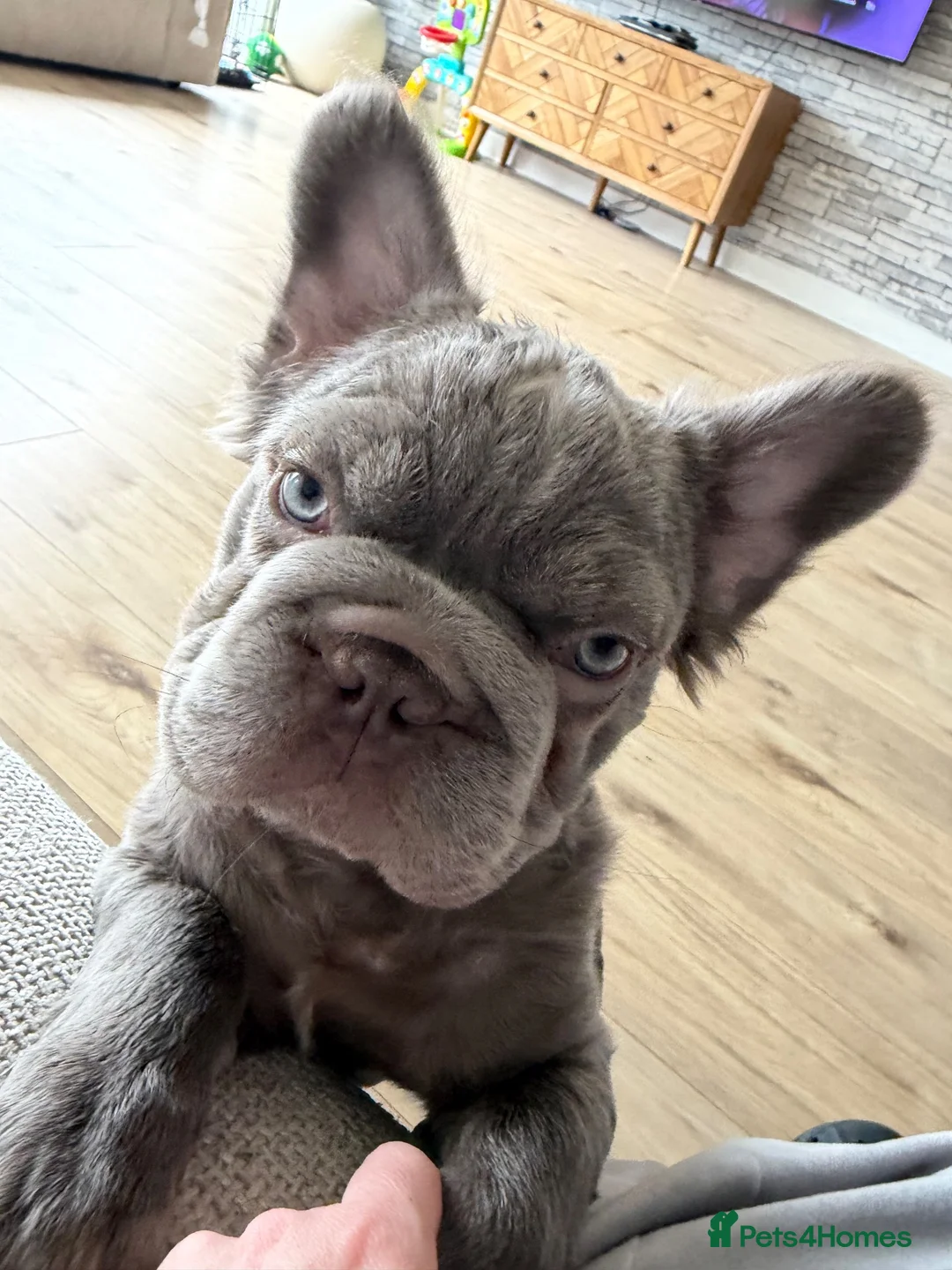 French Bulldog dogs for sale: Rehome of beloved Rocco - Advert 3