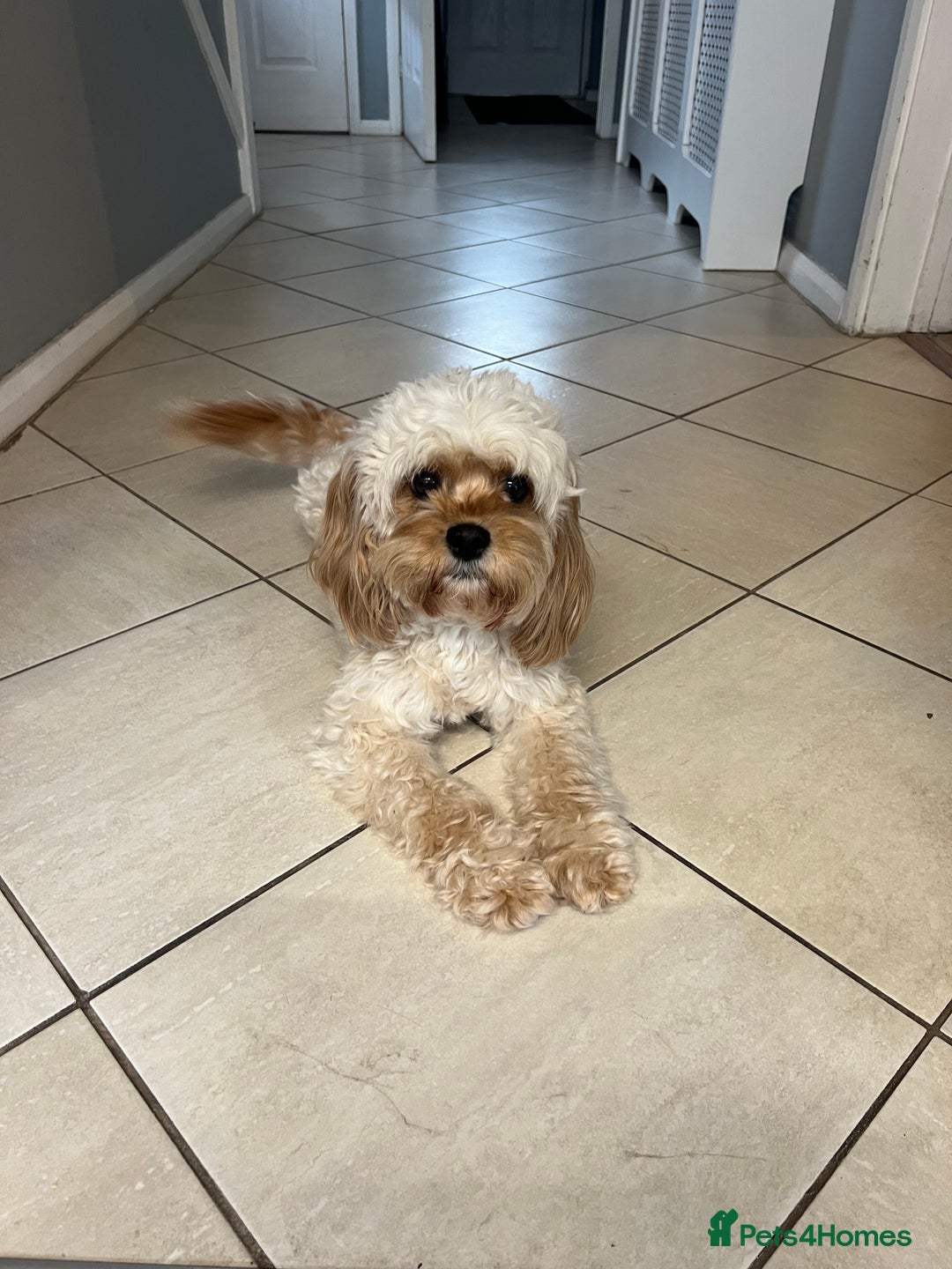 Cavapoo dogs for sale: Tiny Cavapoo - Image 8