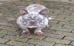 French Bulldog dogs for sale: Adult French Bulldogs  - Image 9