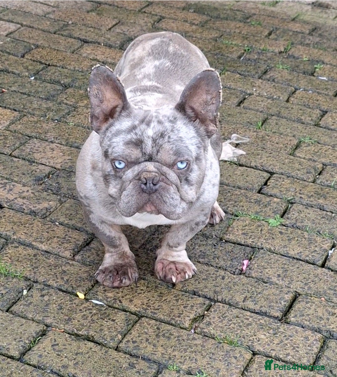 French Bulldog dogs for sale: Adult French Bulldogs  - Image 9