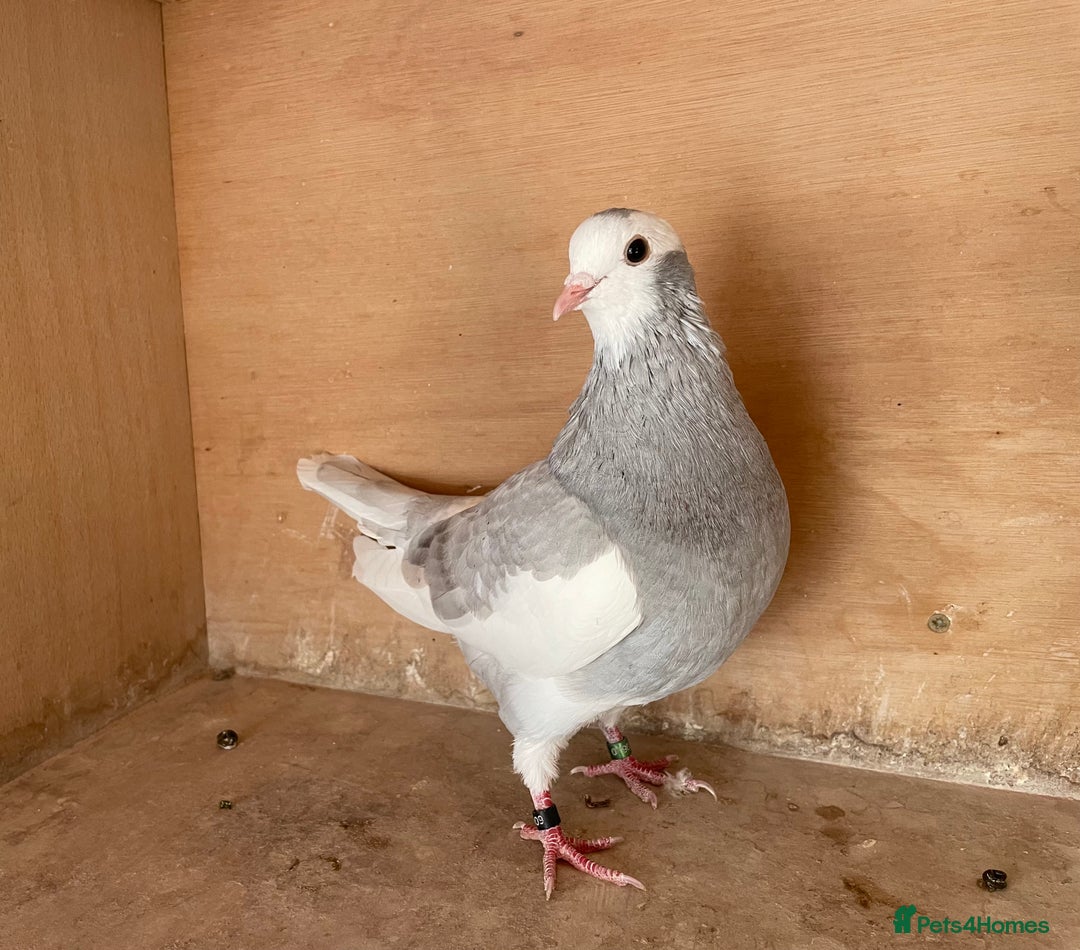 Pigeons birds for sale: Lovely Roller Pigeons For Sale  - Image 2