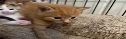 Mixed Breed cats for sale: Ginger boy kitten  - Advert 4