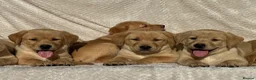 Labrador Retriever dogs for sale: Beautiful litter of KC reg Labrador puppies  - Advert 24