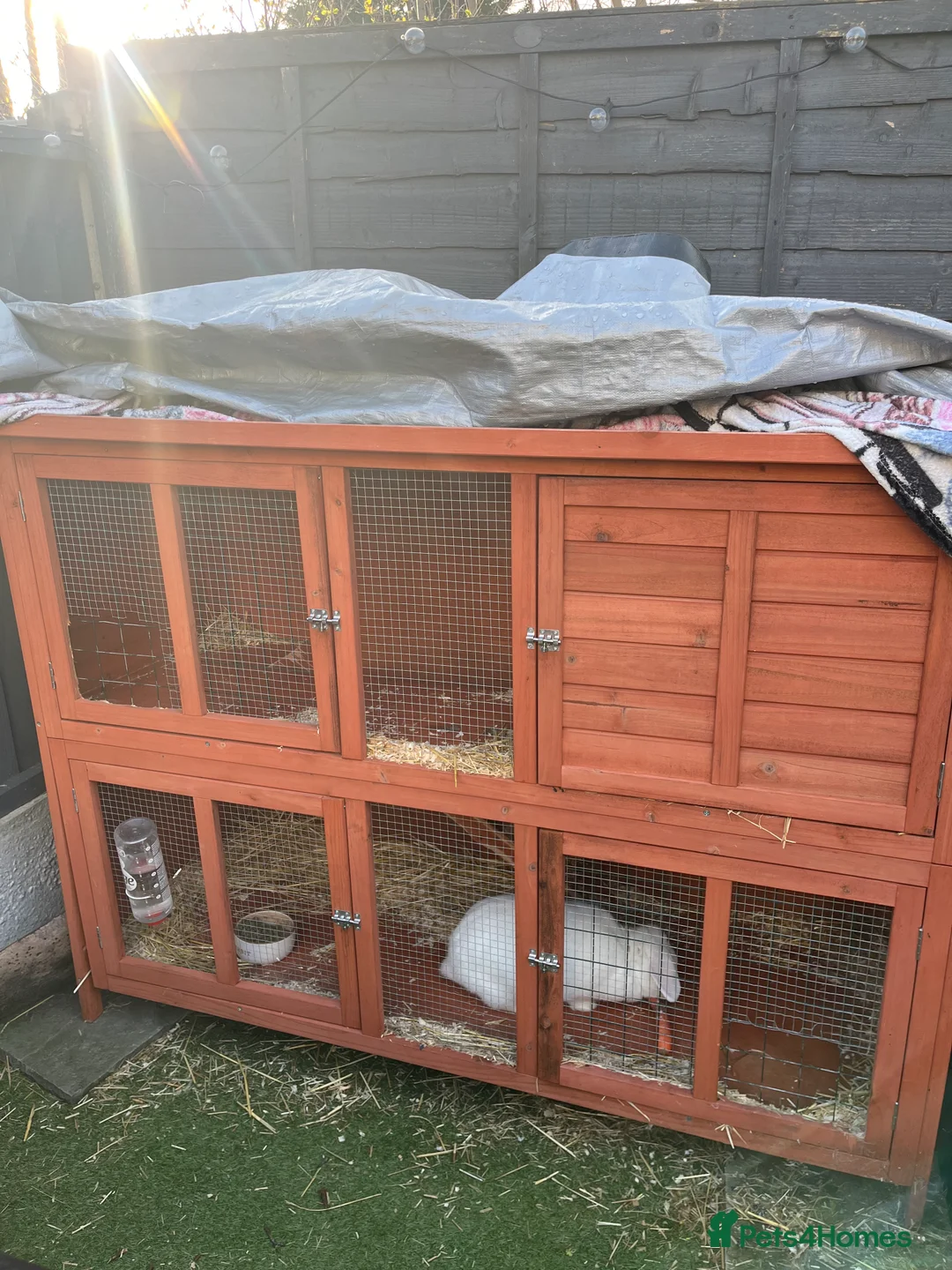 Mini Lop rabbits for sale: Mini lop  ear rabbit in Kidderminster - Advert 3