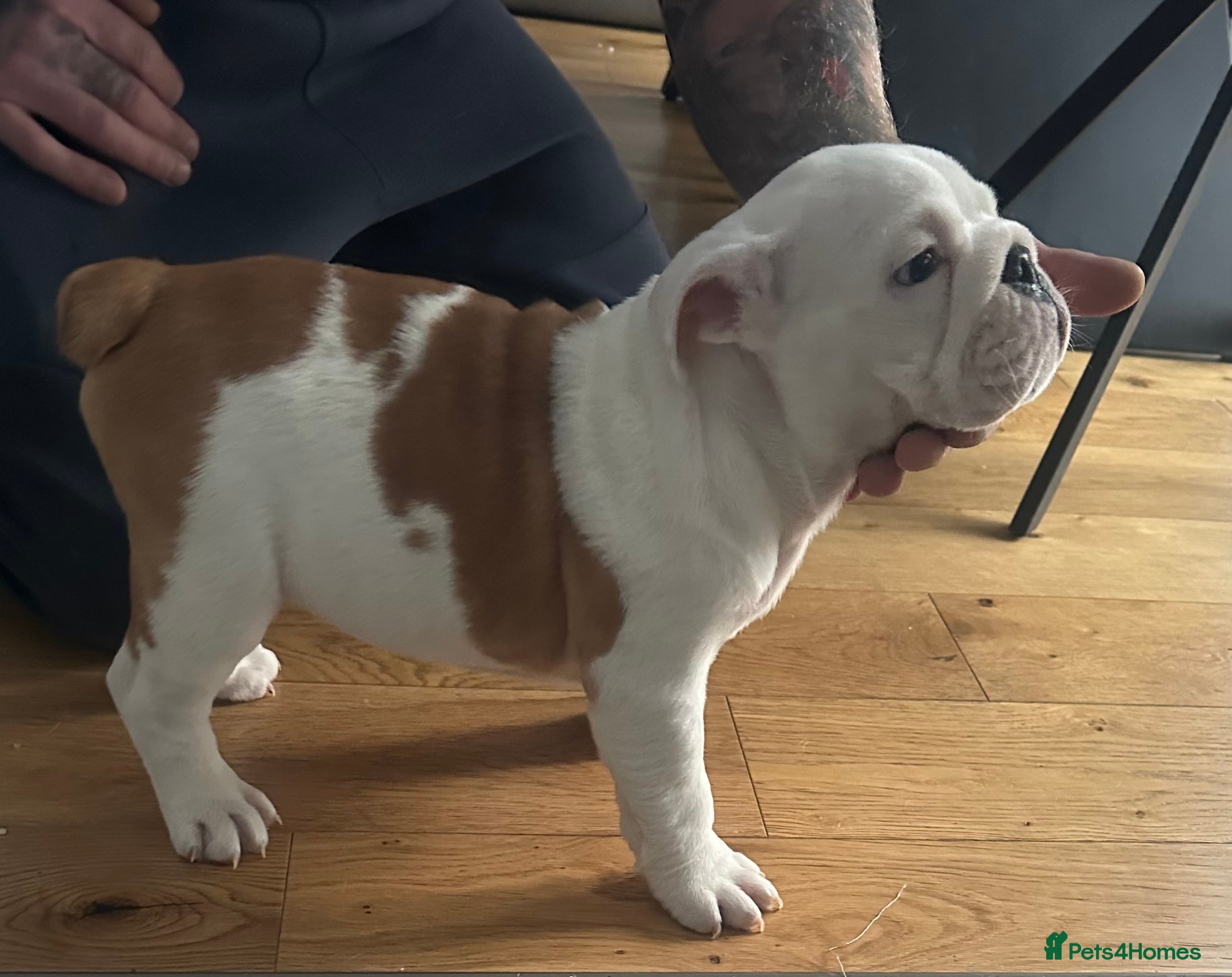 English Bulldog dogs Full Pedigree KC Registered English Bulldogs - Advert 3