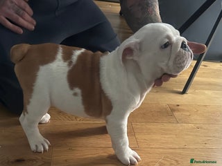 English Bulldog dogs Full Pedigree KC Registered English Bulldogs - Advert 3