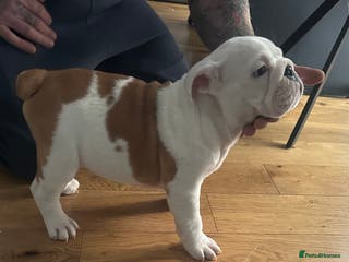 English Bulldog dogs LAST ONE! Pedigree KC Registered English Bulldogs - Advert 6