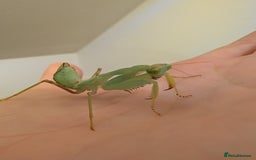 Praying Mantis invertebrates for sale: Budwing and African mantis  - Image 3