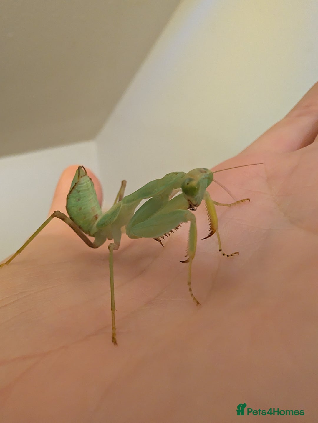 Praying Mantis invertebrates for sale: Budwing and African mantis  - Image 3